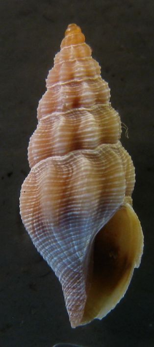 Bela sp. da Malta